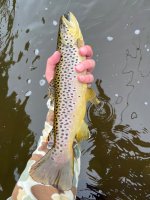 IMG_2098.jpeg
