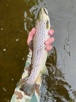 IMG_2101.jpeg