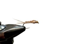 IMG_2155.jpeg