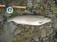 Erie Steelhead 03-2012.jpg