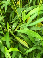 IMG_0287.JPEG