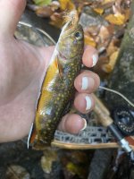 IMG_2150.jpeg