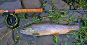 Brown trout3.JPG
