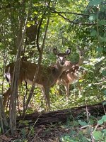 IMG_2424.jpeg