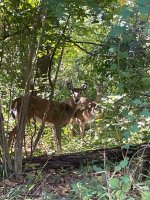IMG_2423.jpeg