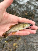 IMG_4006.jpeg