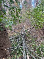 IMG_2930.jpeg