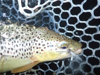 IMG_1114.jpeg