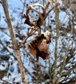IMG_2178.jpeg