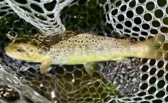 IMG_1408.jpeg
