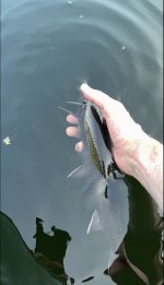 IMG_2592.jpeg
