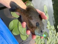 IMG_0241.jpeg