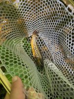 tigertrout.jpg