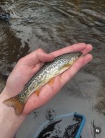 IMG_5890.jpeg