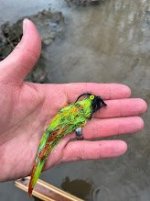 IMG_1736.JPG