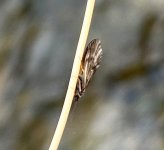 IMG_2120.jpeg