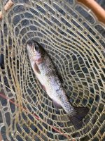 Broadhead Rainbow 4-24-26.jpg