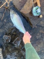 IMG_2964.jpeg