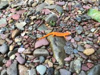 IMG_1995.JPEG