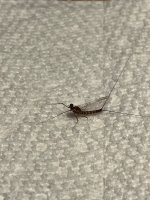 IMG_3425.jpeg