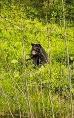 IMG_3448.jpeg