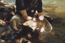 fish.jpg