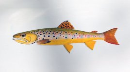 DSCF5247.jpg