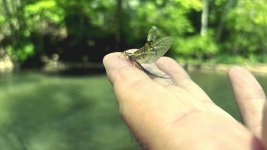 5 Green Drake paflyfish jam2026 .jpg