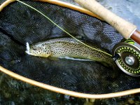 IMG_1795.jpeg
