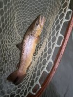 IMG_0393.jpeg