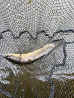 IMG_6250.jpeg