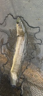 IMG_6276.jpeg
