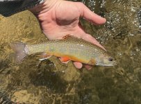 IMG_3293.jpeg