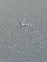 IMG_2197.jpeg