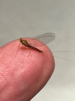 IMG_3504.jpeg
