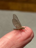 IMG_3553.jpeg