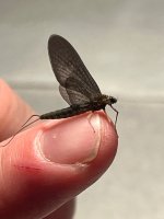 IMG_3637.jpeg