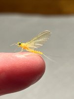 IMG_3557.jpeg