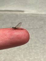 IMG_3641.jpeg