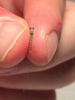 IMG_3644.jpeg