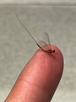 IMG_3646.jpeg