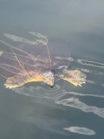 IMG_4357.jpeg