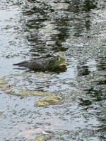 IMG_4296.jpeg
