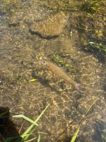 IMG_3725.jpeg