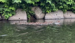 IMG_3707.jpeg