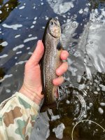 IMG_3705.jpeg