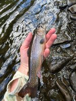 IMG_3702.jpeg