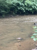 IMG_6529.jpeg