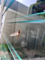 IMG_2652.jpeg