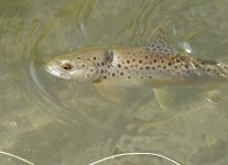 IMG_1829.jpeg